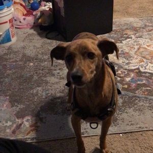 Meet your Posher, Daisy